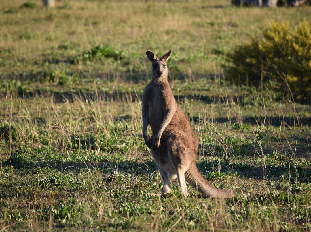 The Mudgee Homestead Guesthouse主图