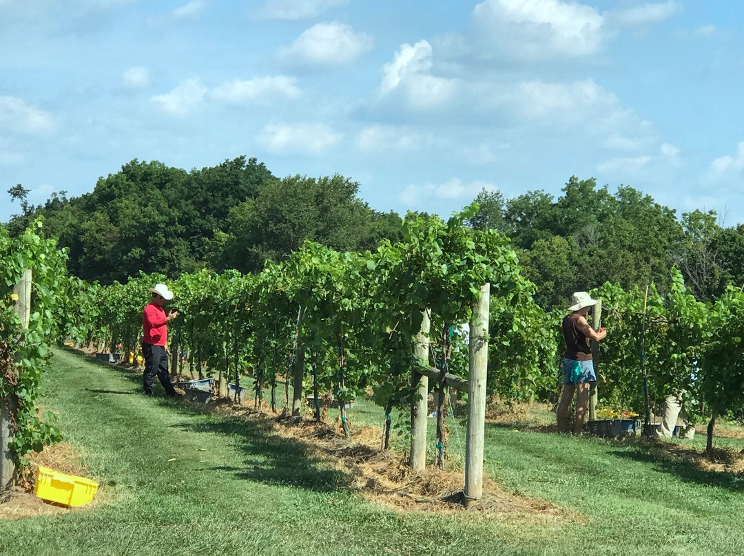 Lovers Leap Vineyards and Winery-Lawrenceburg必去景点