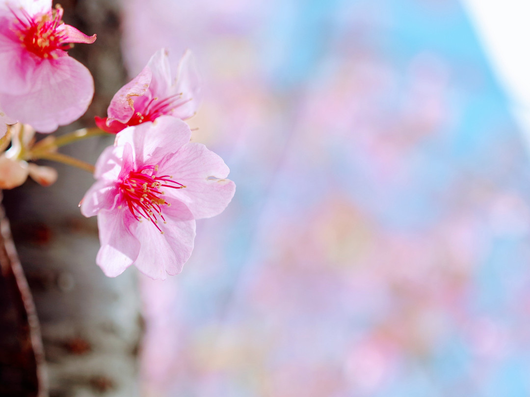 Kyunaka River-墨田区必去景点