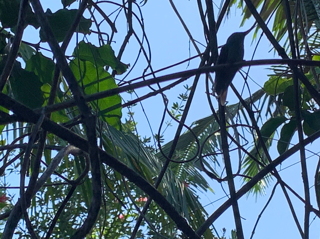 Traslados en Puerto Iguazu-伊瓜苏港必去景点
