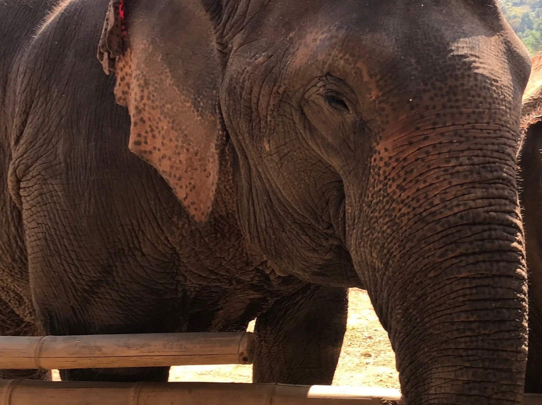 Authentic Thai Elephant Sanctuary-清迈必去景点