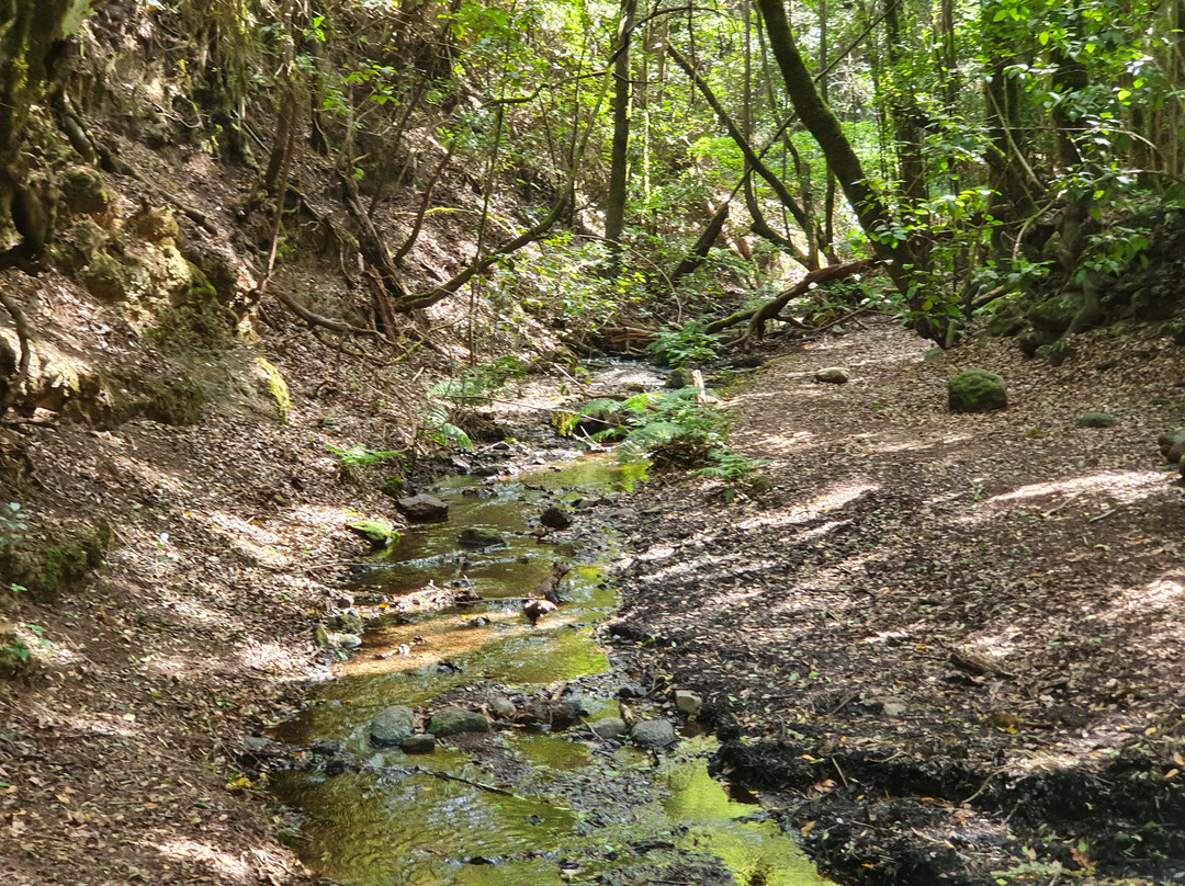 Bosque del Cedro景点图片