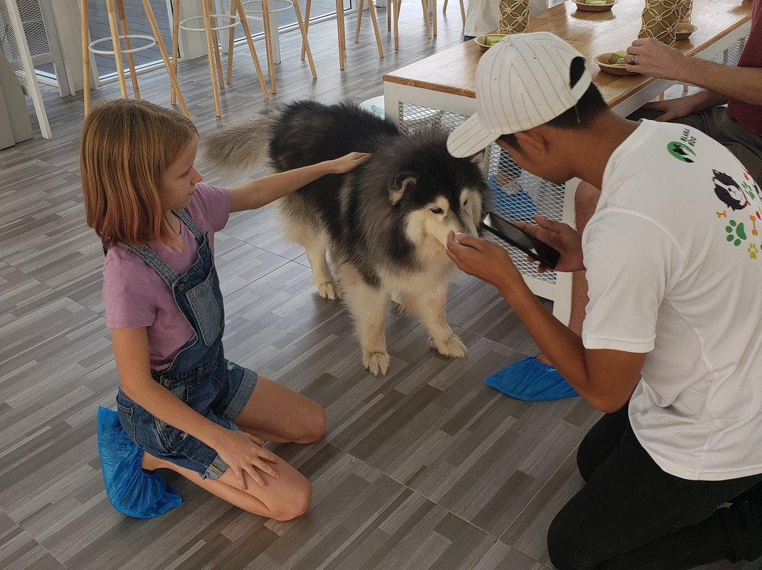 BlaBlaBoo - Premium Dog Cafe-挽巴茵必去景点