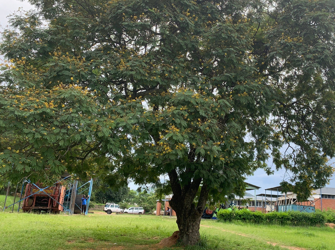 Chichiri Museum-布兰岱必去景点