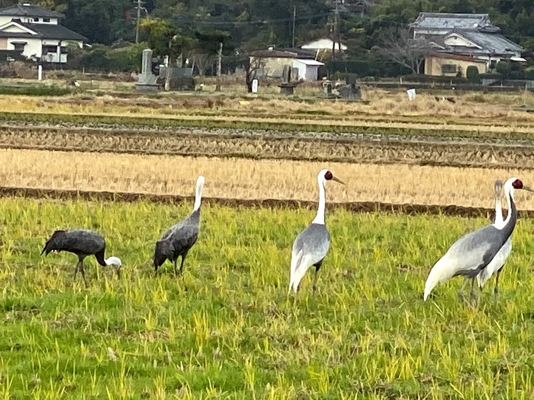 Izumi City Crane Center-出水市必去景点