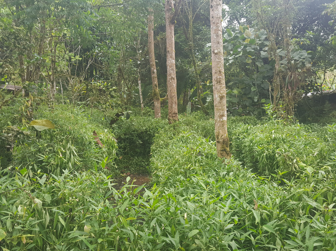 Laberinto de Bambu-明多必去景点