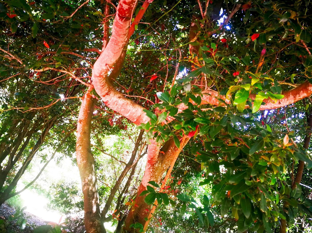 Los Tilos de Moya景点图片