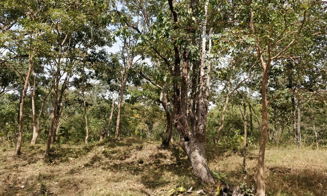 Biligirirangan Hills景点图片