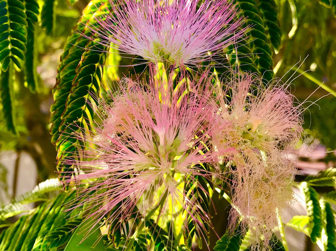 Wilbur Hot Springs主图