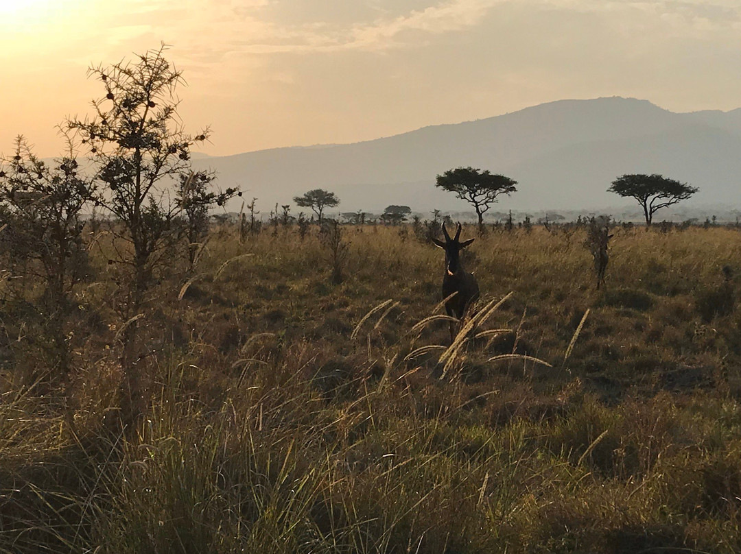 Ruma National Park-Homa Bay必去景点