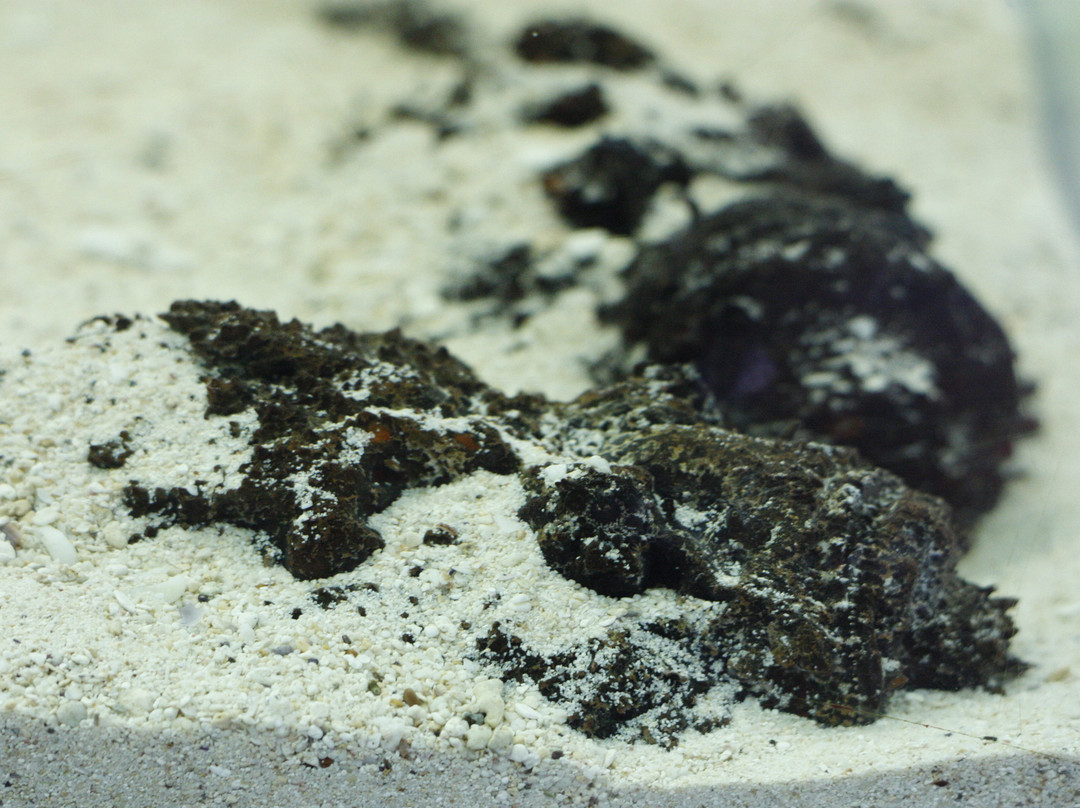 Mauritius Aquarium景点图片