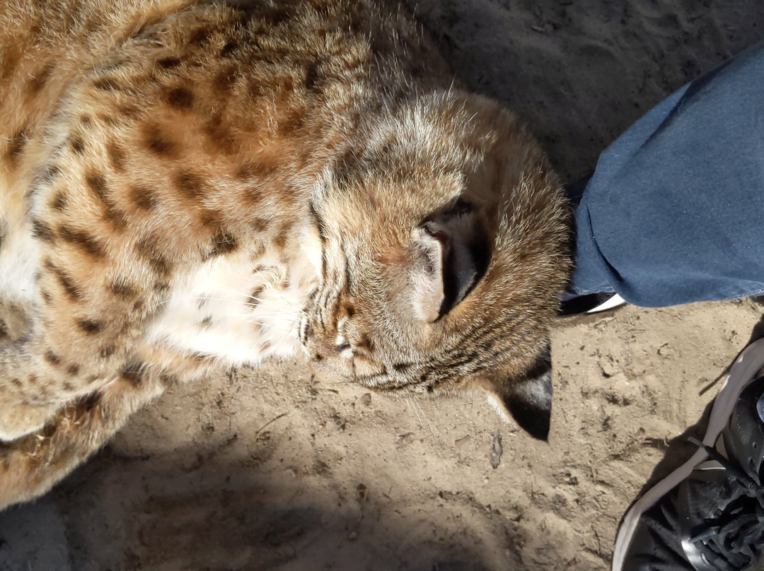 Single Vision Inc.-Melrose必去景点