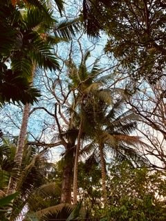 Hotel Los Mangos主图