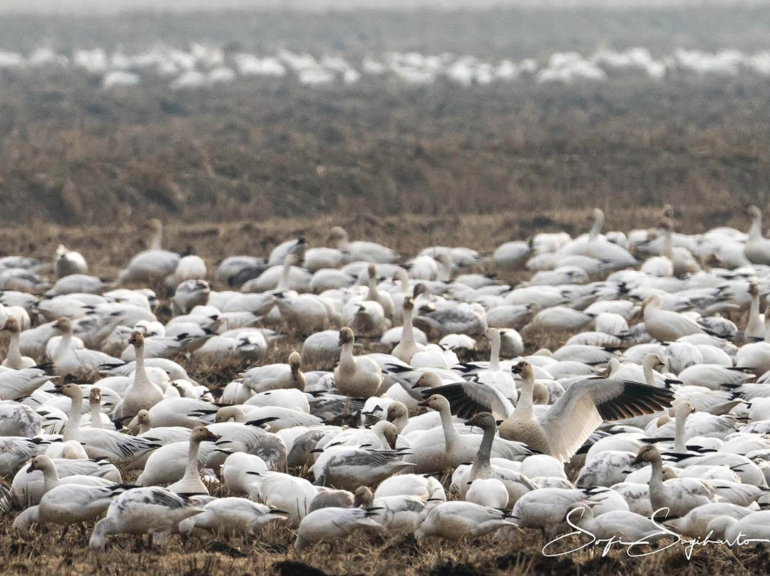 Sacramento National Wildlife Refuge-Willows必去景点