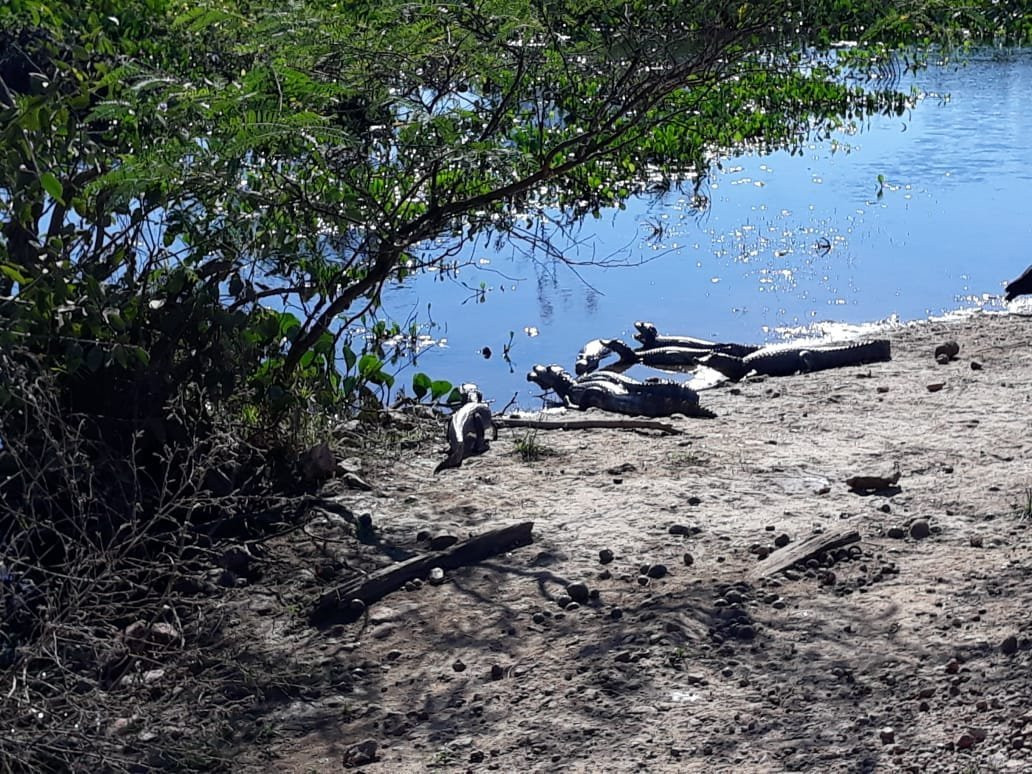 Estrada Parque do Pantanal-科龙巴必去景点