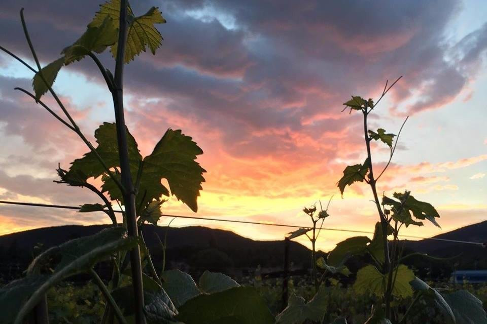 Qutori Wines LLC景点图片