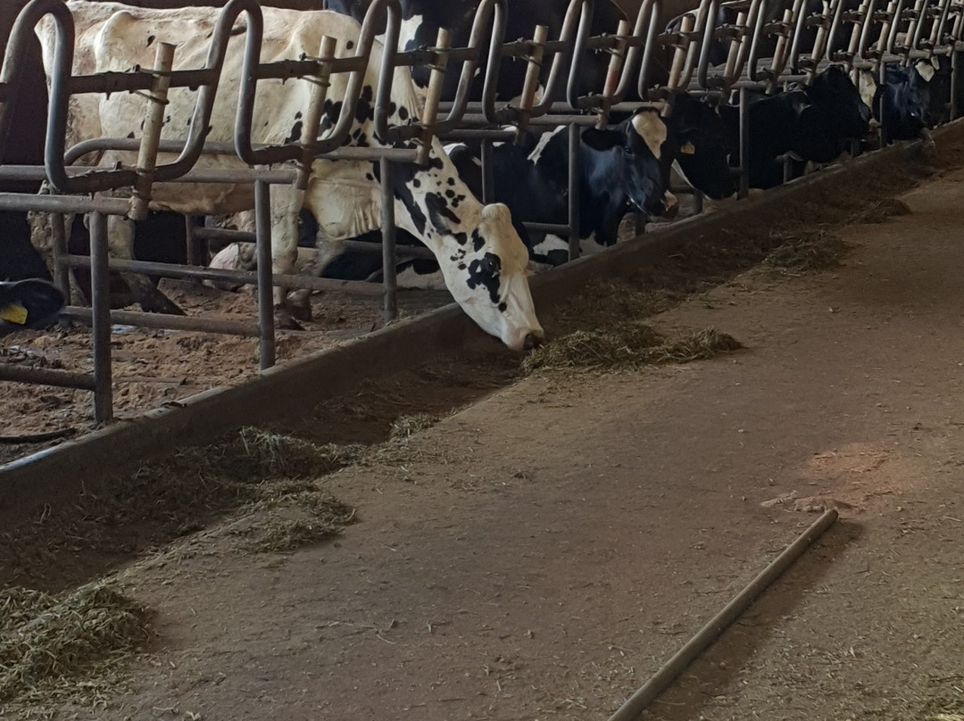 Ambewela Farms-奴娃拉伊利雅必去景点