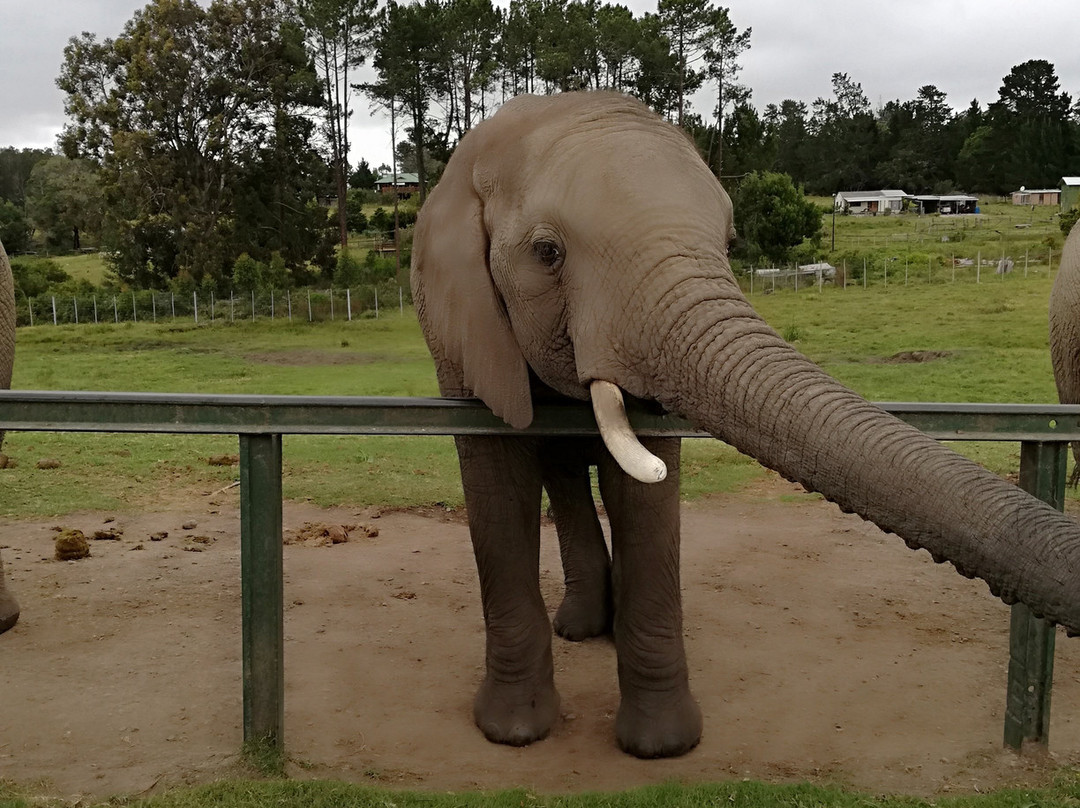 Elephant Walk-克尼斯纳必去景点