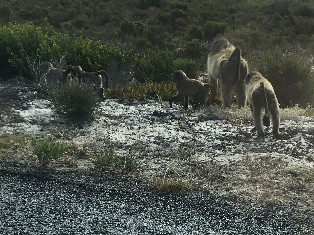 Olifantsbos Beach-Cape Point必去景点