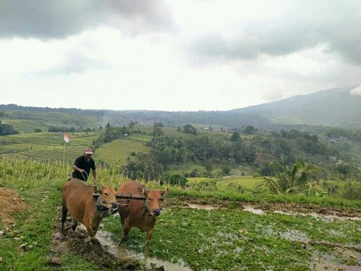 Jatiharum Luwak Coffee Plantation-Penebel必去景点