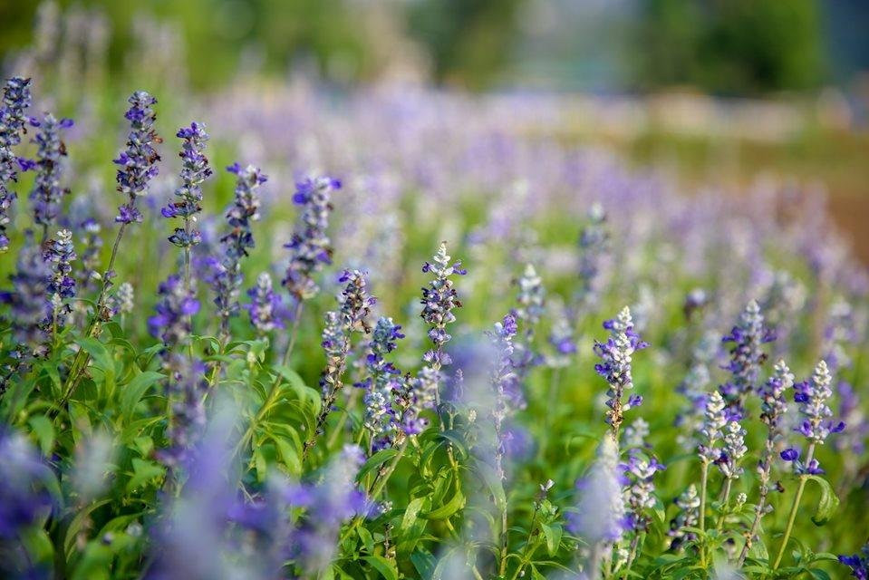 Cat Ba Local Tour-下龙湾必去景点