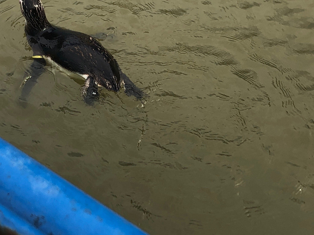 Museu Oceanográfico Eliézer de C. Rios-Rio Grande必去景点