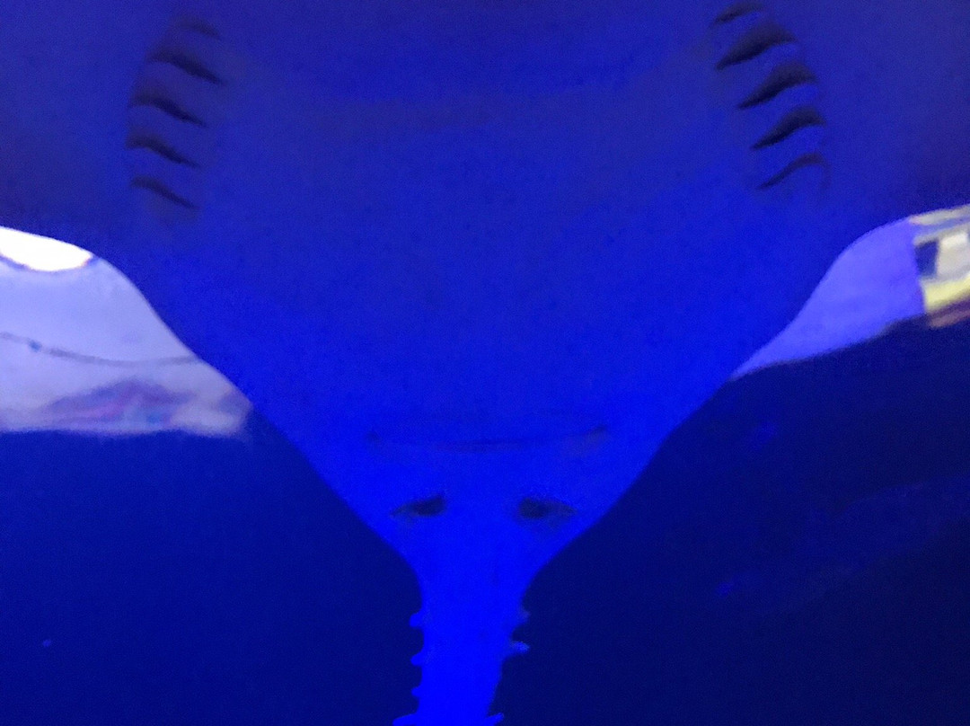 SEA LIFE at Mall of America-布卢明顿必去景点