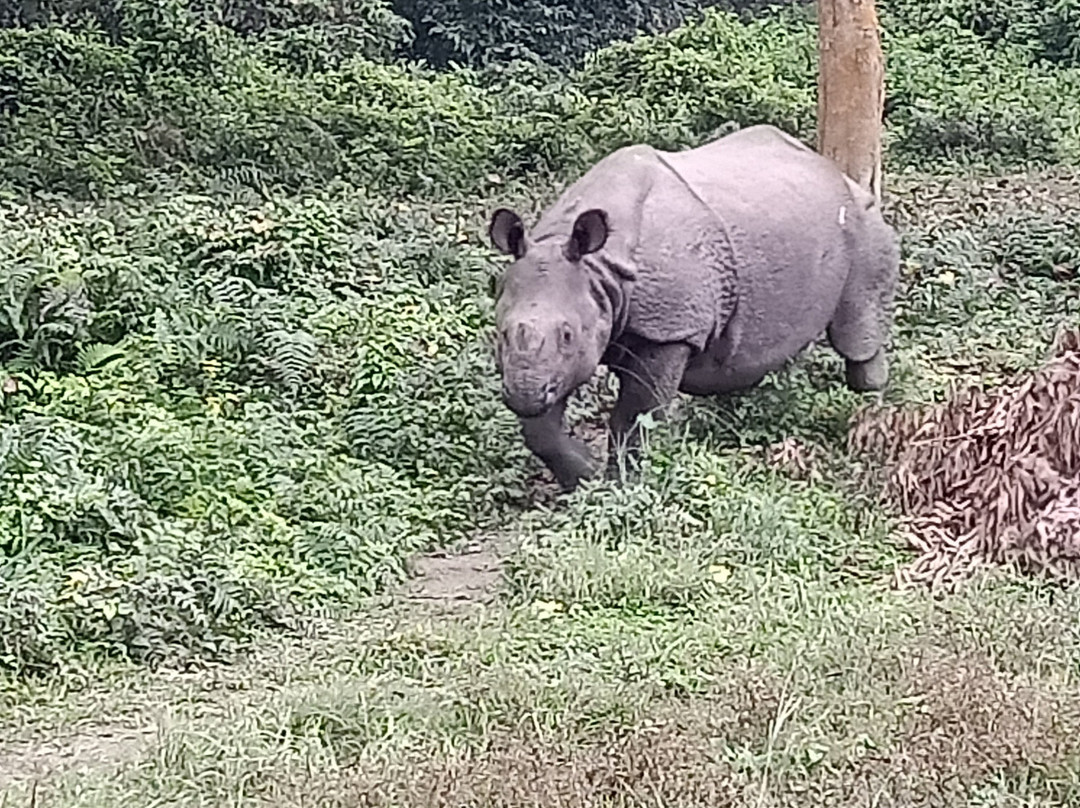 Chitwan Jungle Safari-奇旺国家公国必去景点
