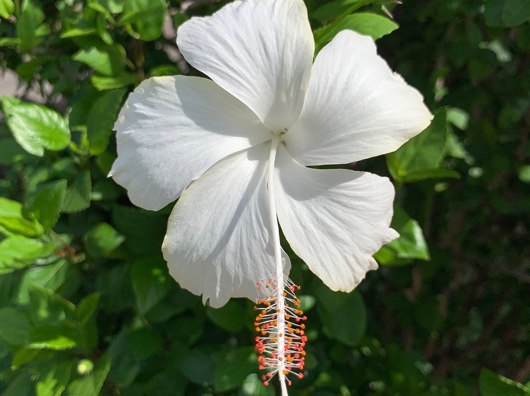 St. Joseph's Church-考纳卡卡伊必去景点
