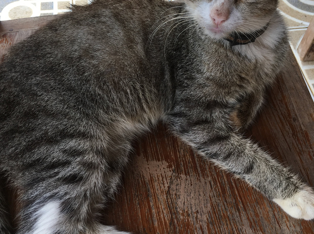 Hôtel-Restaurant l'Albatros主图