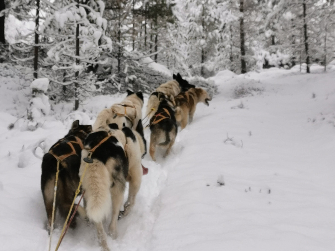 Fjord Husky景点图片