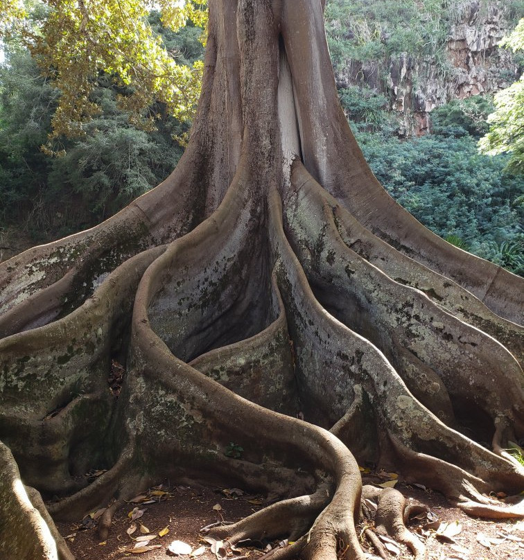 国家热带植物园景点图片