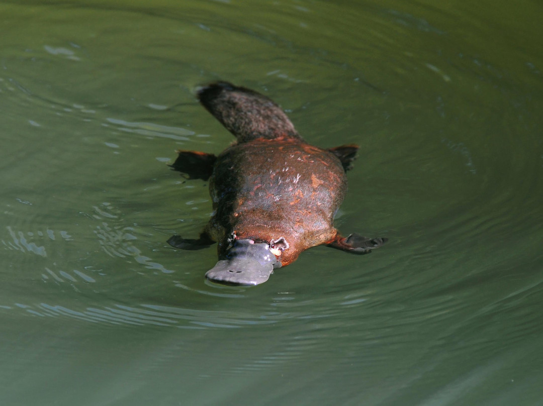 Goulburn River Scenic Drift Boat Trips-Alexandra必去景点