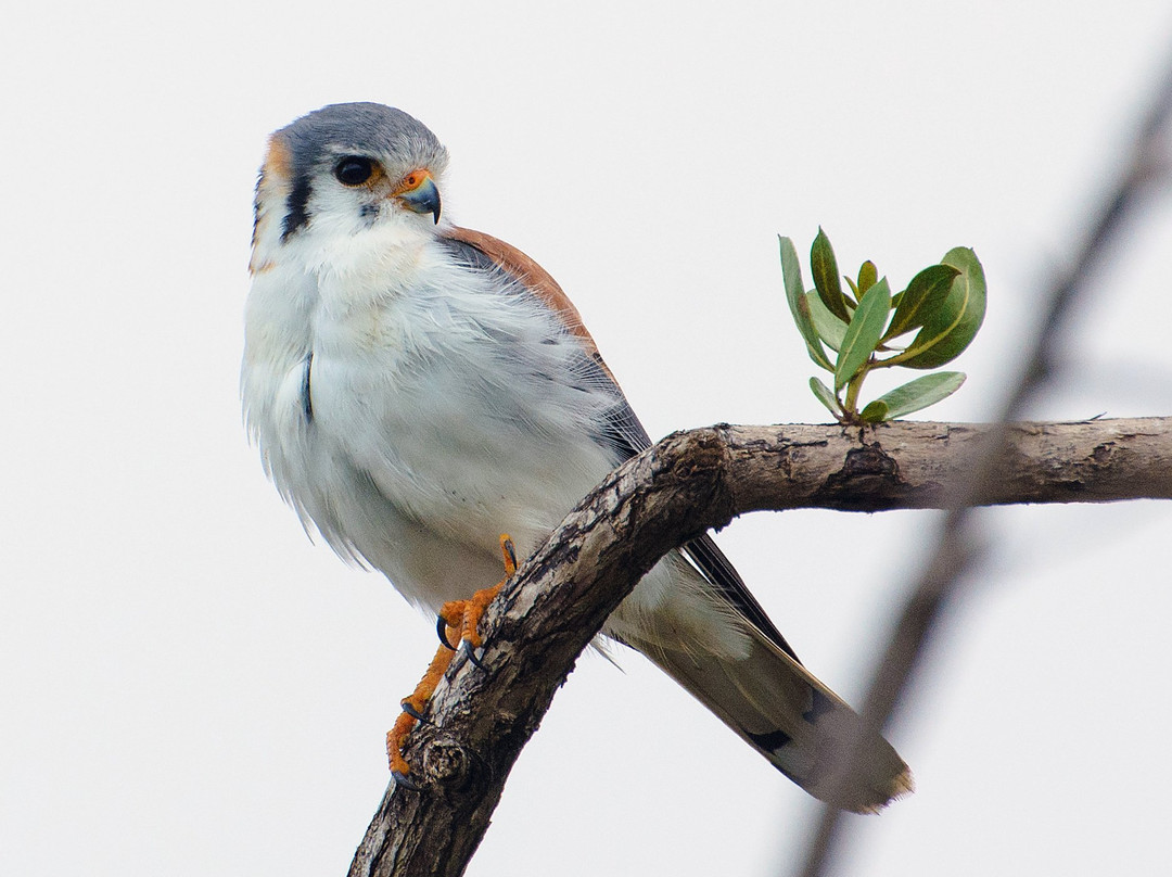 Birdwatching with Paulino Lopez Delgado景点图片