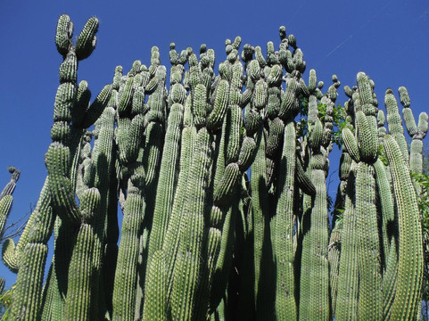 El Triunfo旅游景点-Cactus Sanctuary