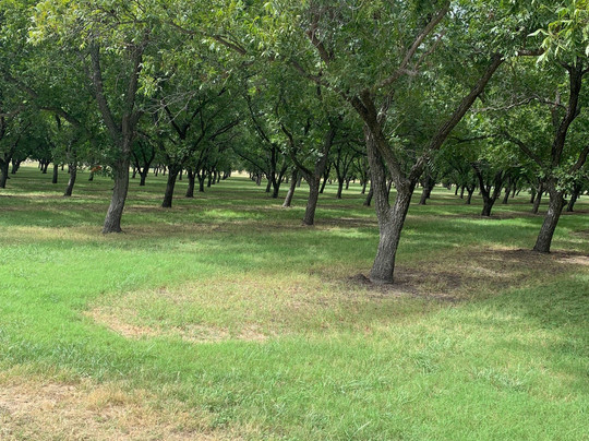 SanSaba River Pecan Company-San Saba必去景点
