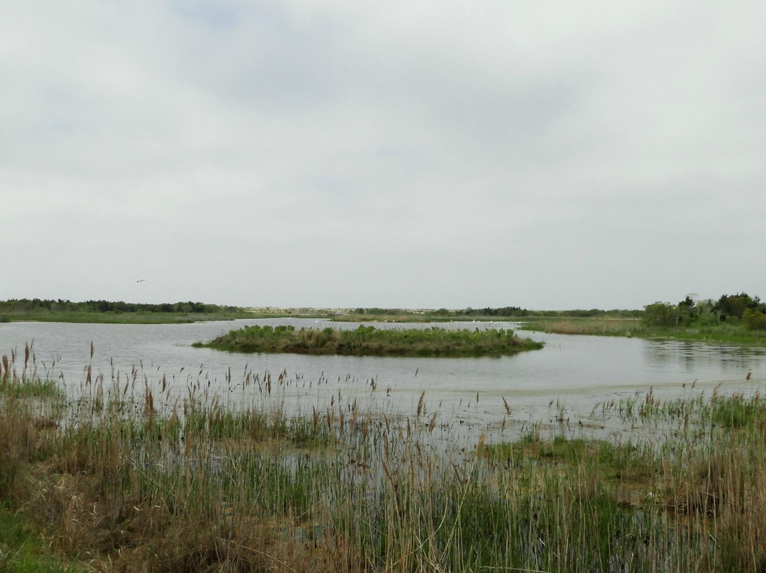 South Cape May Meadows景点图片