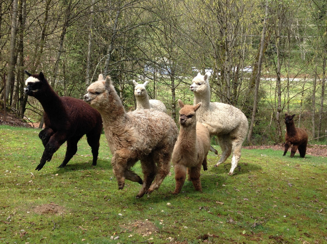 Alpacas from MaRS景点图片