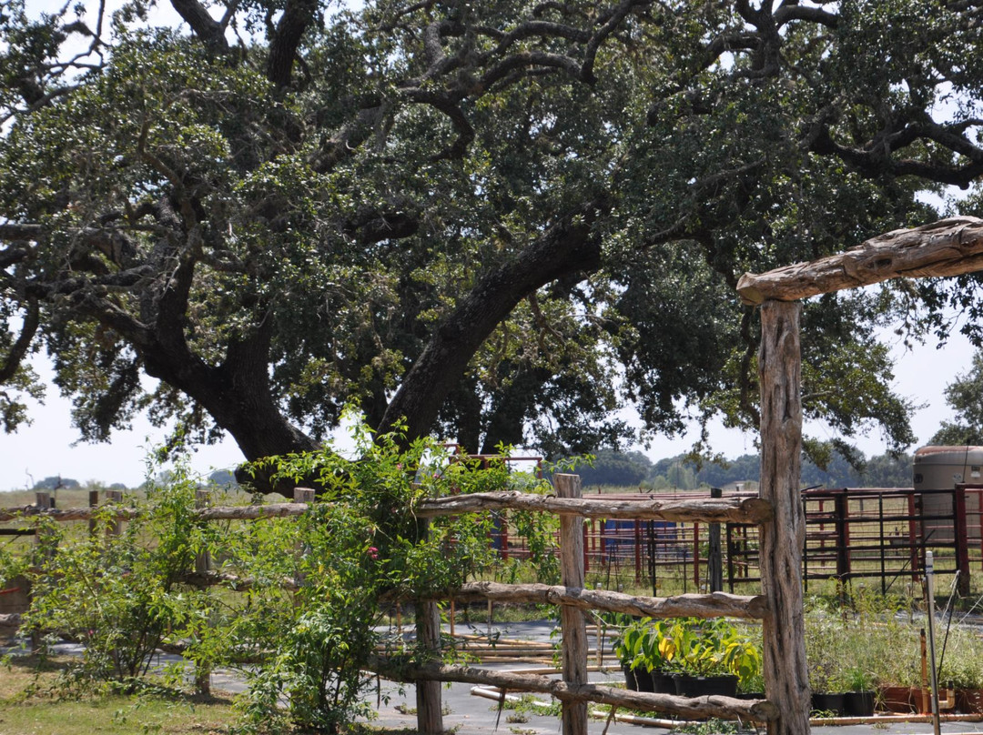 Floresville旅游景点-Sandy Oaks Olive Orchard