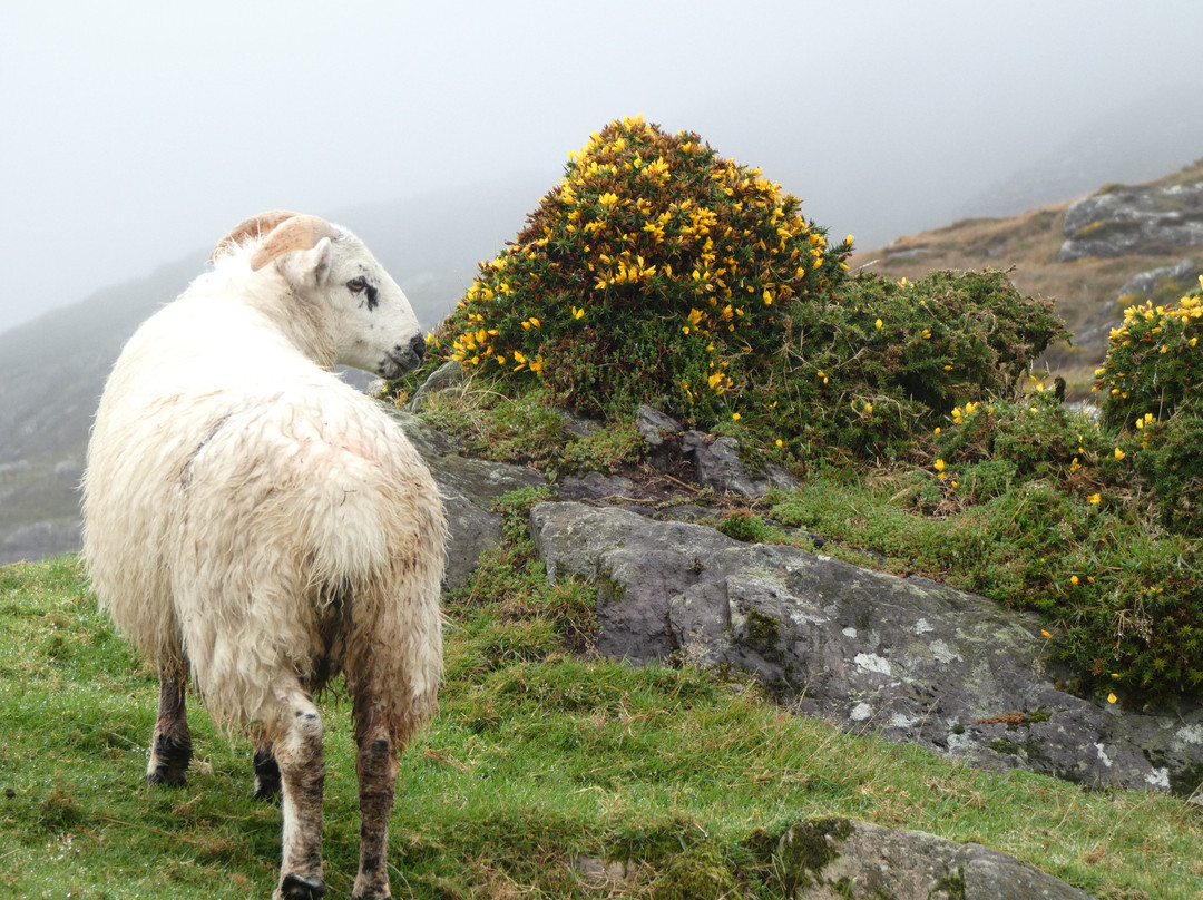 Allihies Copper Mine Trail-Allihies必去景点