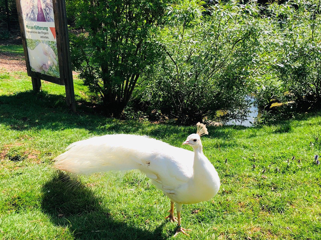 Vogelpark Steinen景点图片