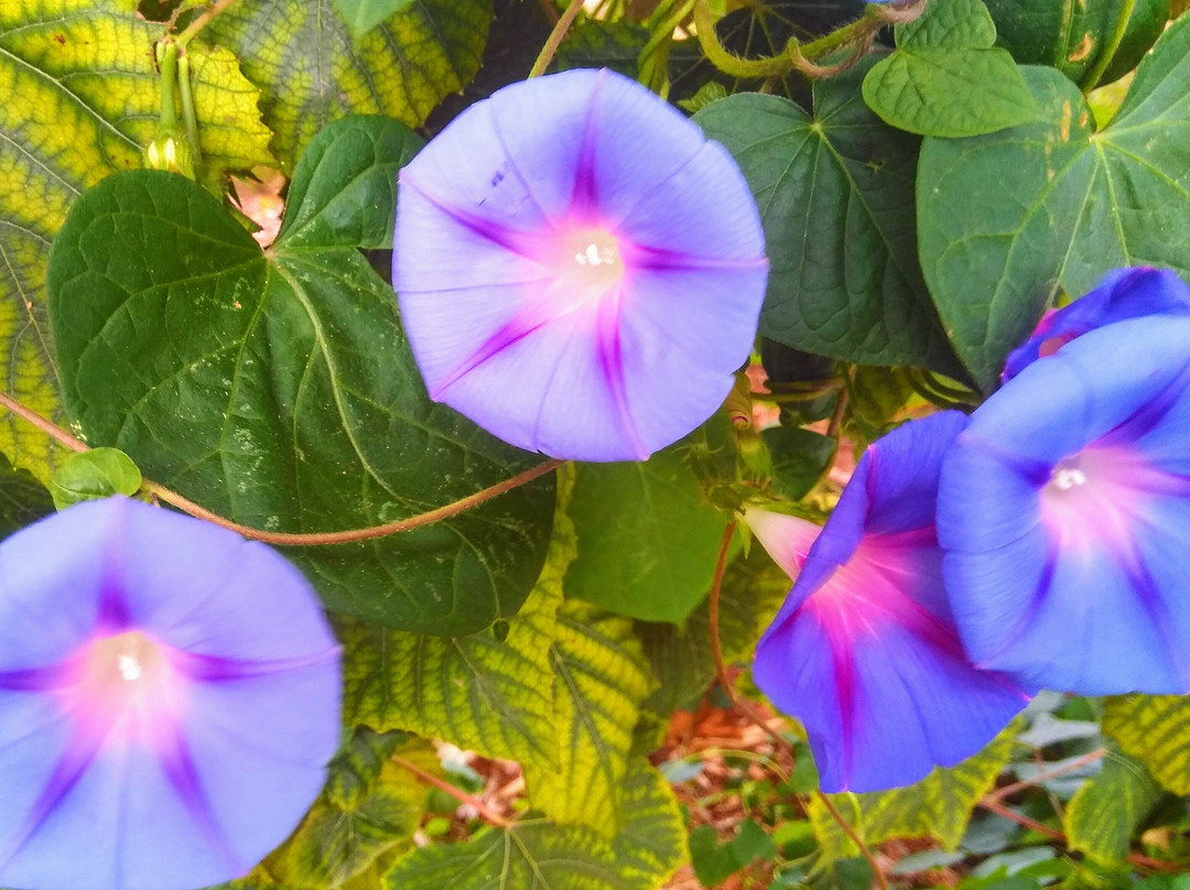 Mansion Farm Inn主图