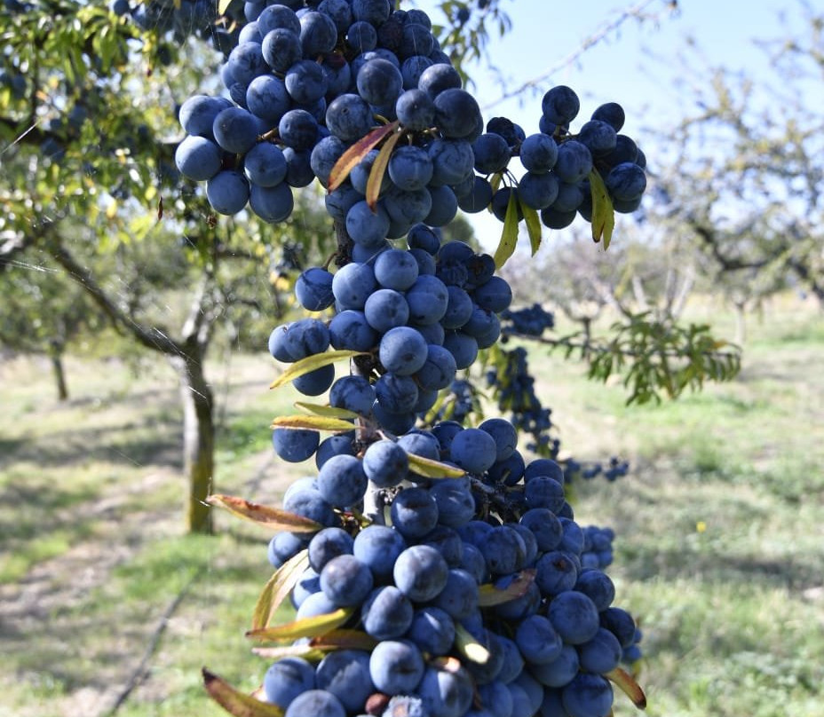 Destileria Pacharan Zoco-Dicastillo必去景点