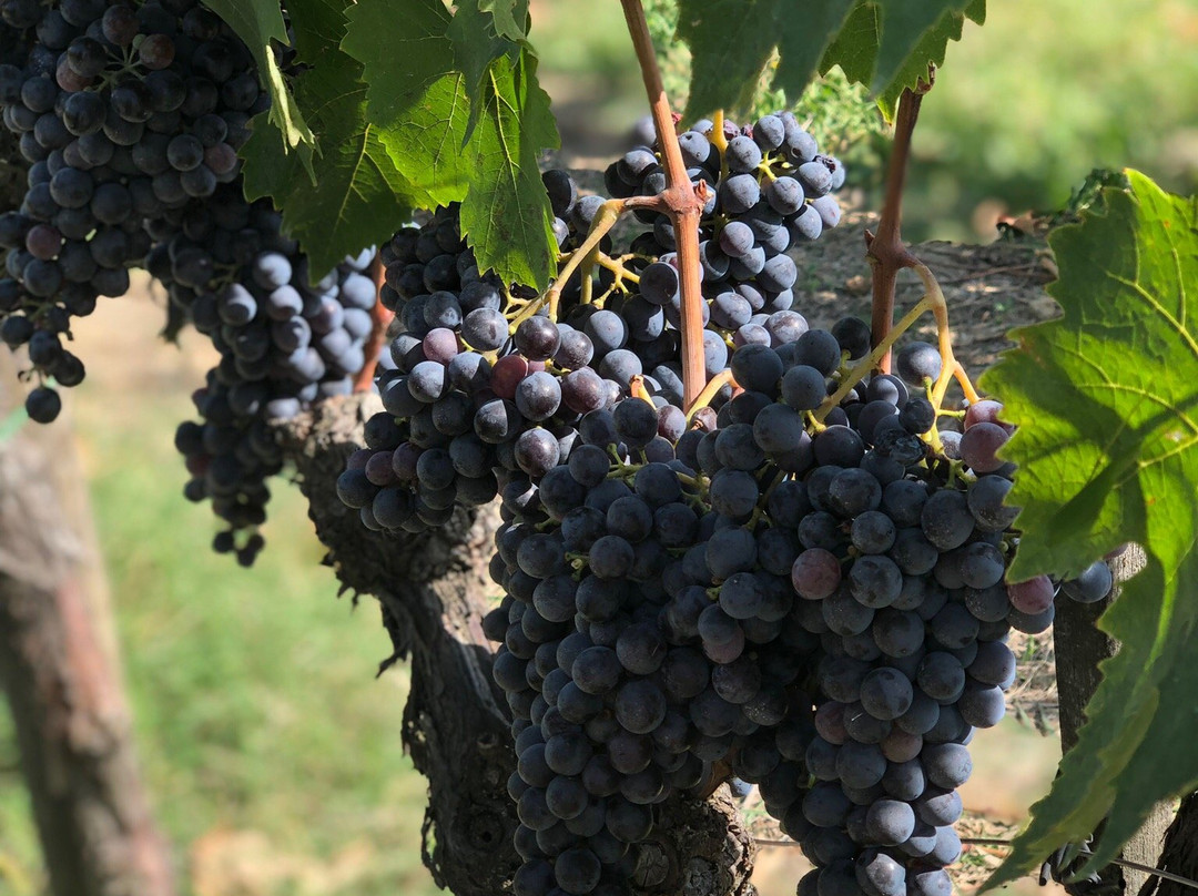 Manvi Winery景点图片