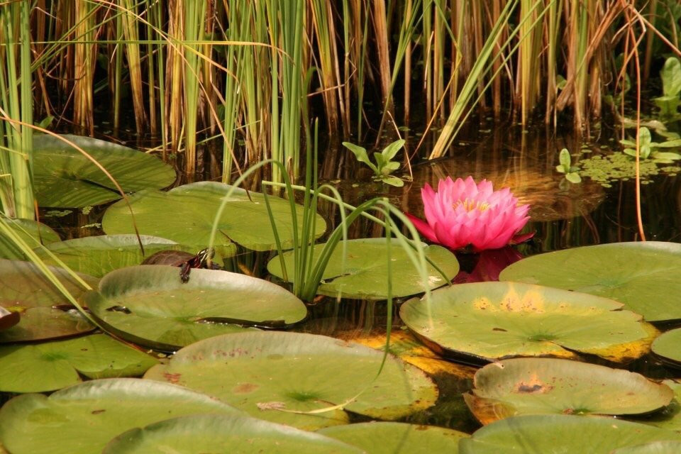 F.A. Seiberling Nature Realm-阿克伦必去景点