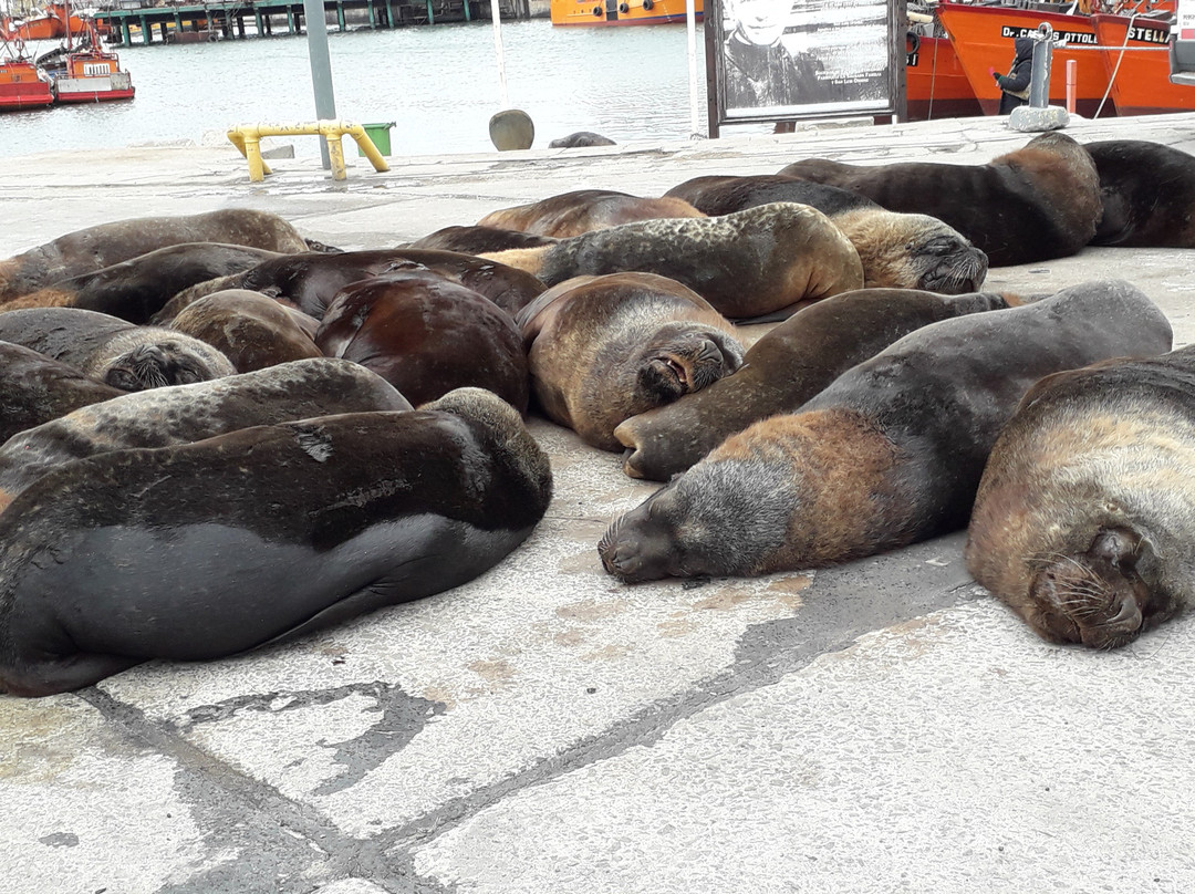 Reserva de Lobos Marinos-马德普拉塔必去景点