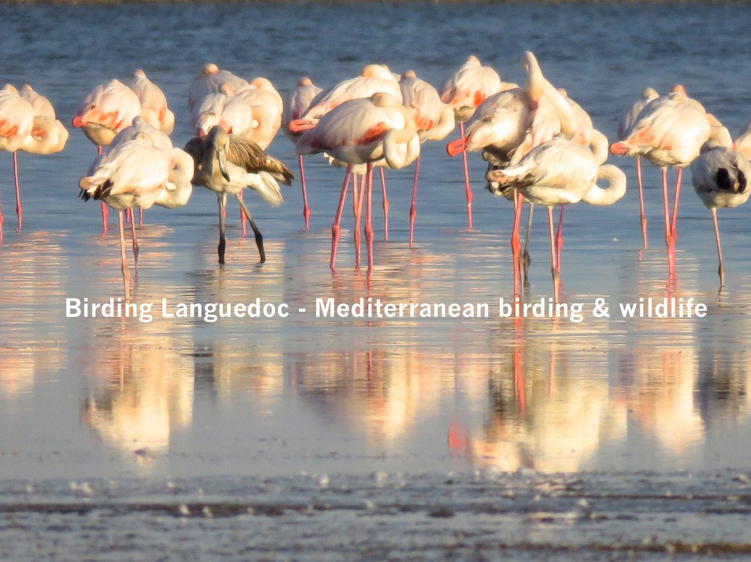 Birding Languedoc景点图片