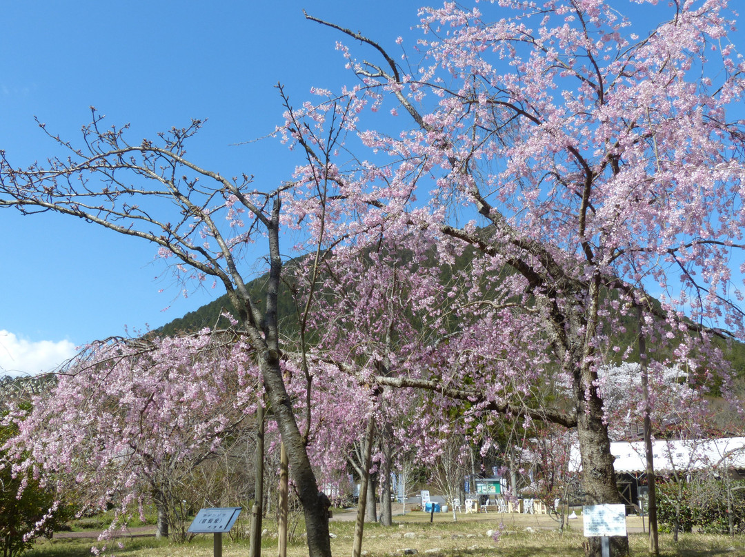 Shiga-kenritsu Omi Fuji Karyoku Park-野洲市必去景点