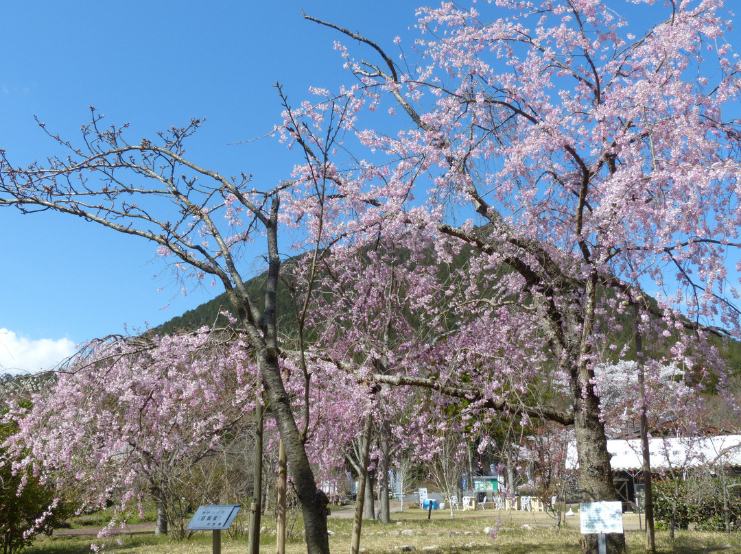 Shiga-kenritsu Omi Fuji Karyoku Park景点图片