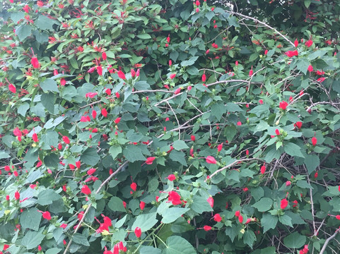 The Bryan House-Mission必去景点